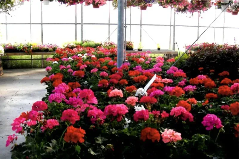 Greenhouse filled with rows of blooming geraniums in shades of pink, red, and peach.