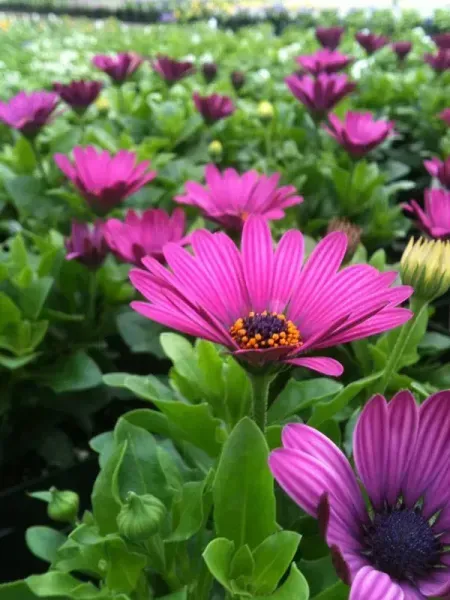 Purple daisy-like flowers with orange centers surrounded by green leaves in a garden.