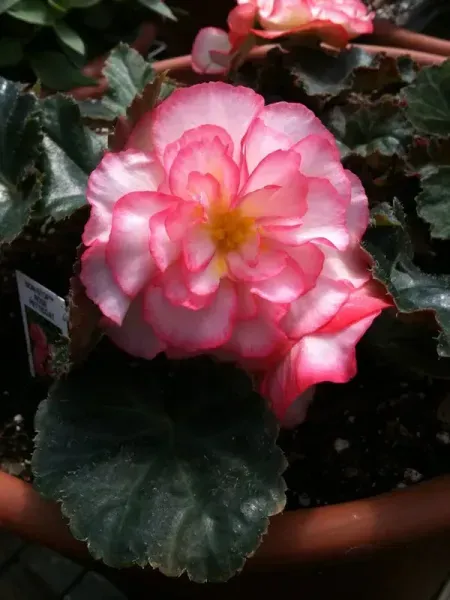 Pink and white begonia flower in a brown pot, surrounded by green leaves.