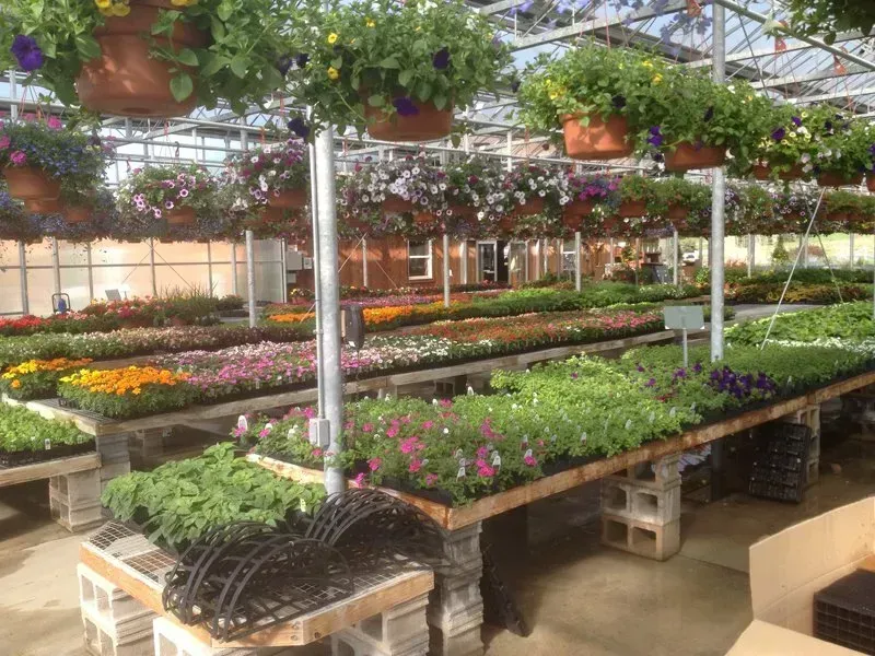Greenhouse interior filled with colorful flowers in pots and on tables. Overhead hanging baskets and bright sunlight.