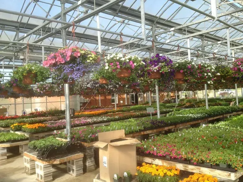 Greenhouse interior with rows of colorful flowers and hanging baskets.