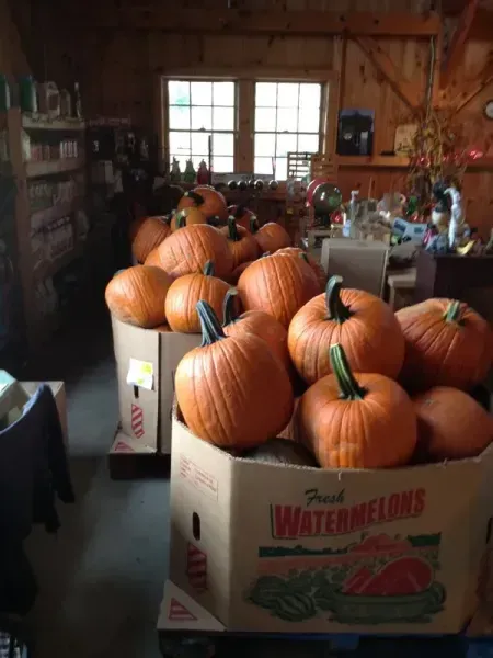 Pumpkins in cardboard boxes inside a store, with a window and shelves in the background.