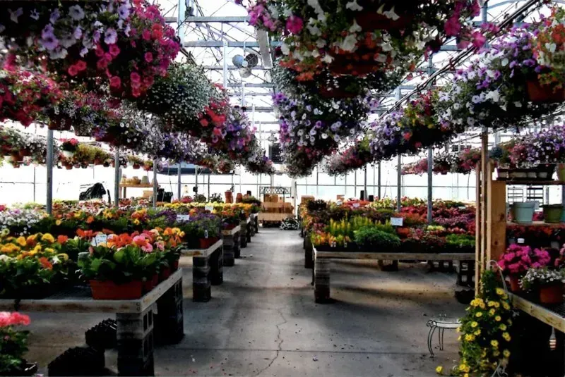 Rows of colorful hanging flower baskets and potted plants inside a bright, spacious greenhouse.
