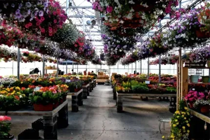 Rows of colorful flowers in hanging baskets and on tables inside a bright greenhouse nursery.