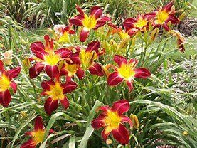 Perennials
