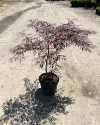 Acer Palm Tamukeyama