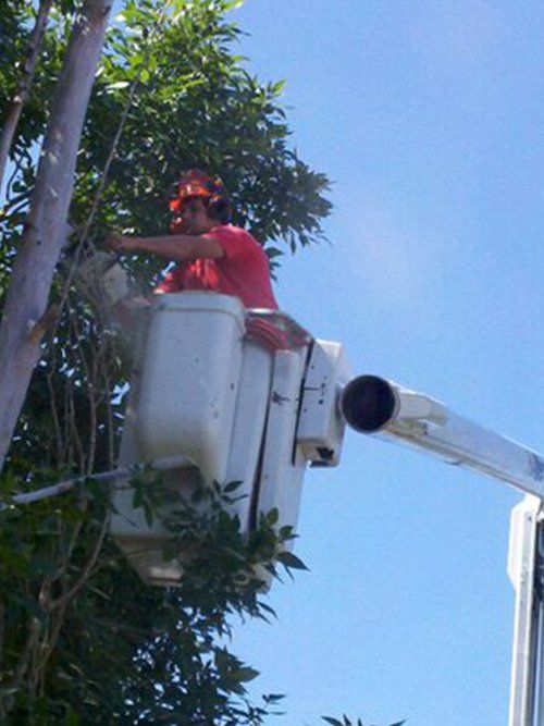 Crane tree service