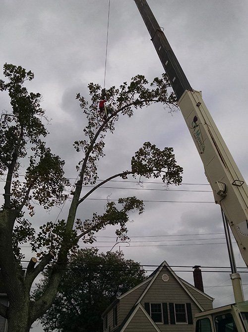 Crane tree service