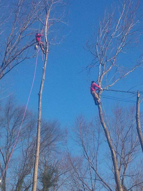 Crane tree service
