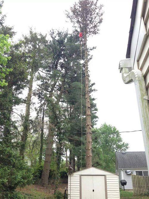 Crane tree service