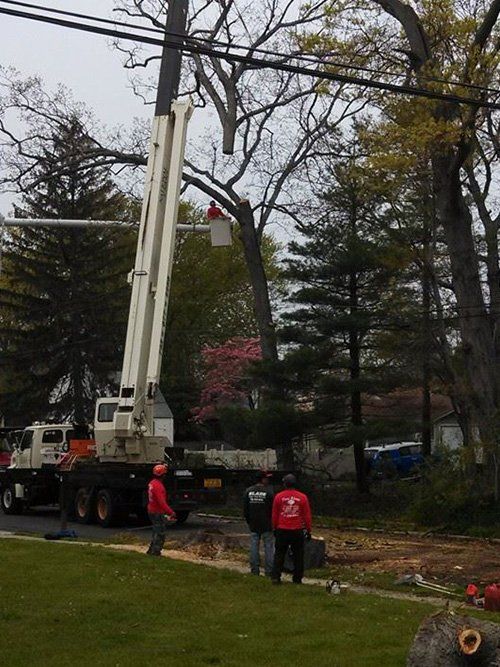 Crane tree service