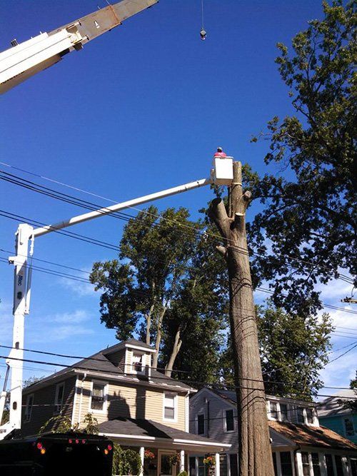 Crane tree service