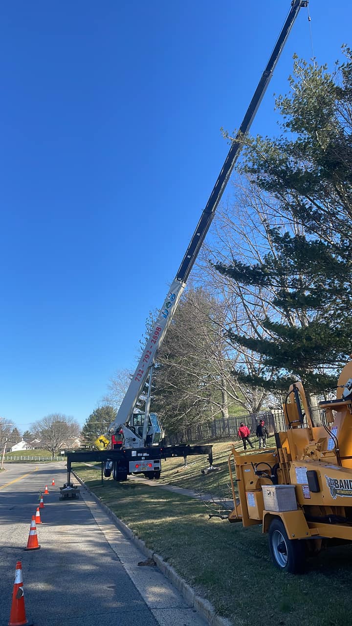 Crane tree service