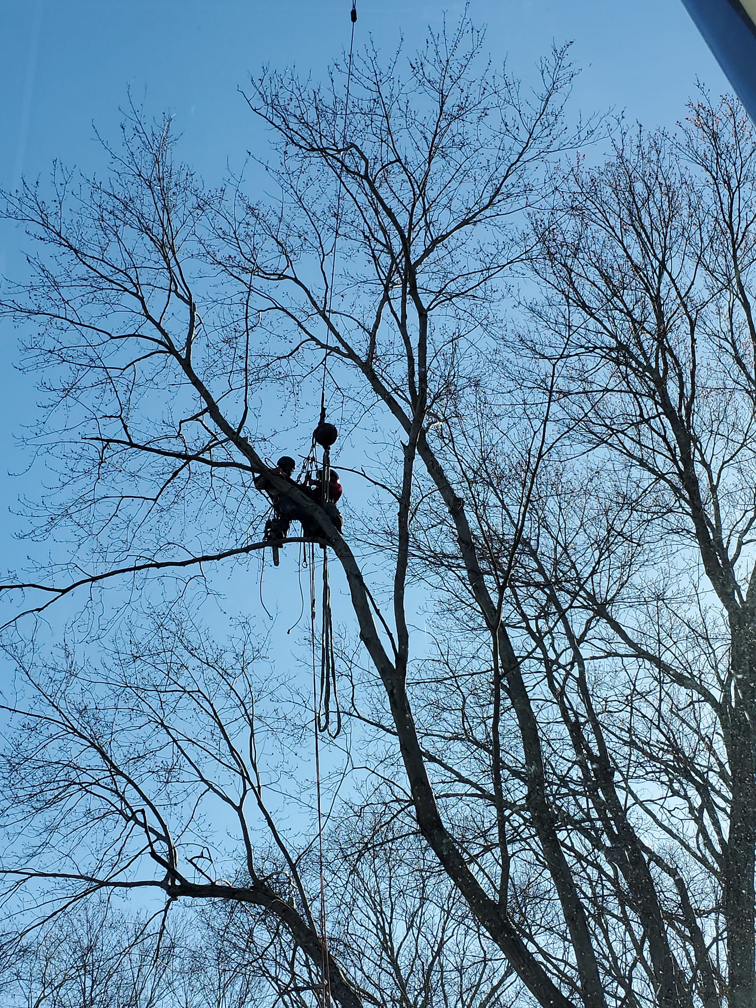 Crane tree service