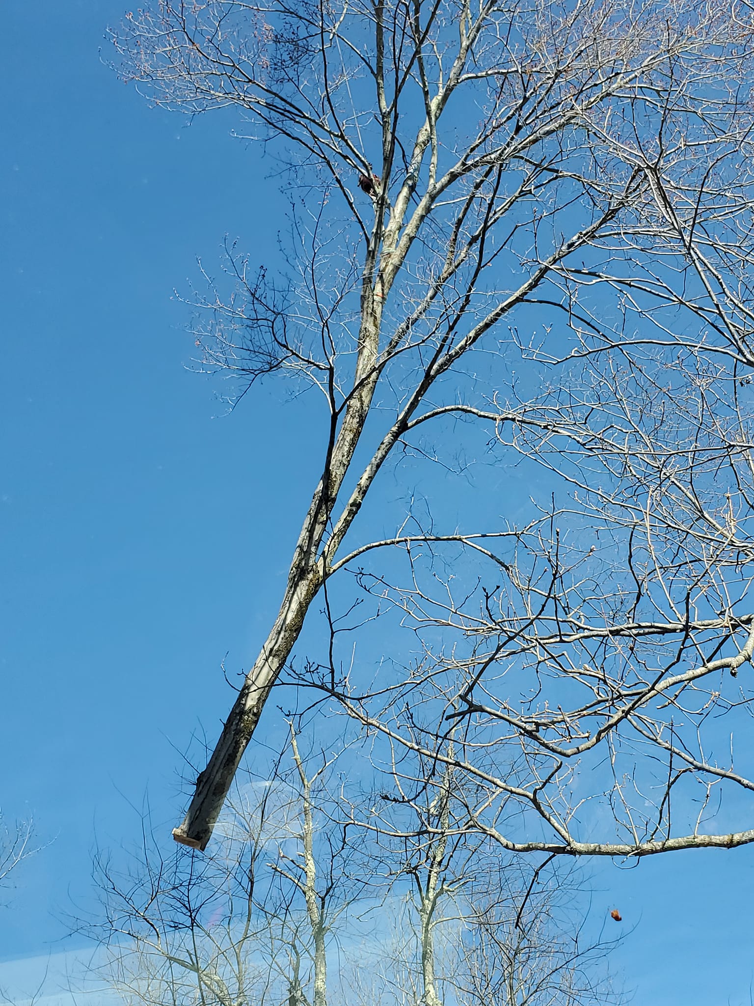 Crane tree service