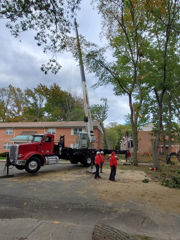 Crane tree service