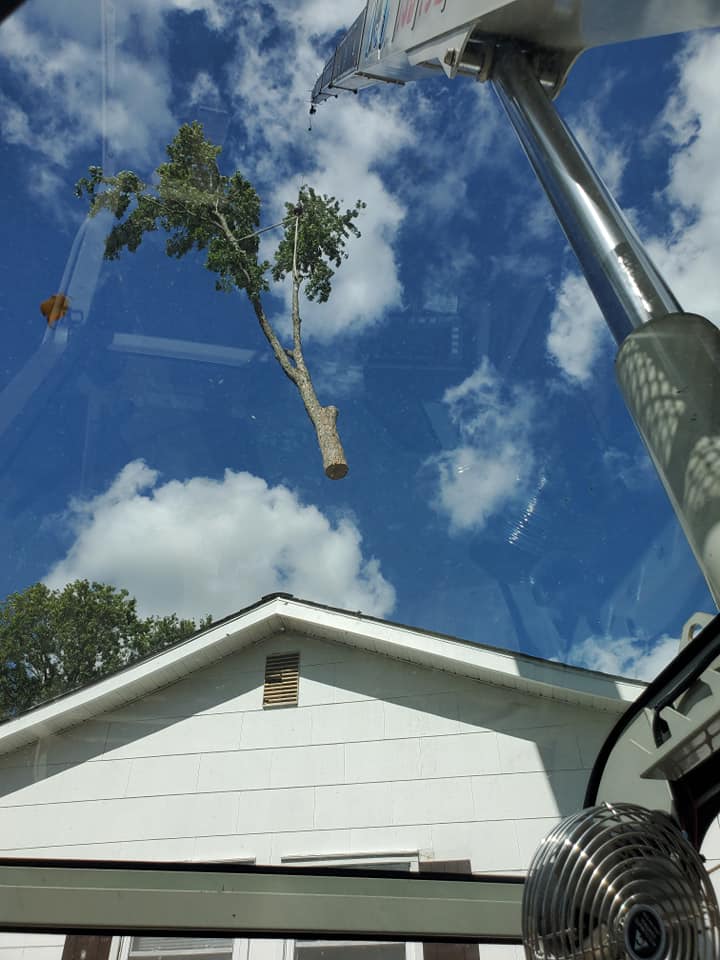 Crane tree service