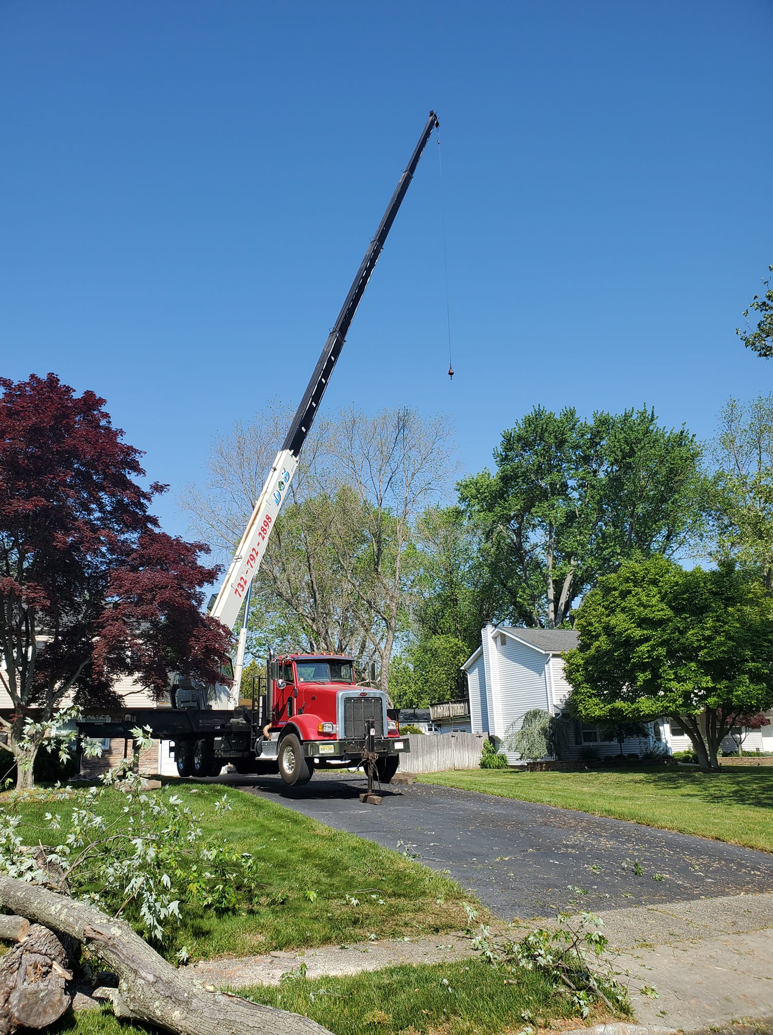 Crane tree service