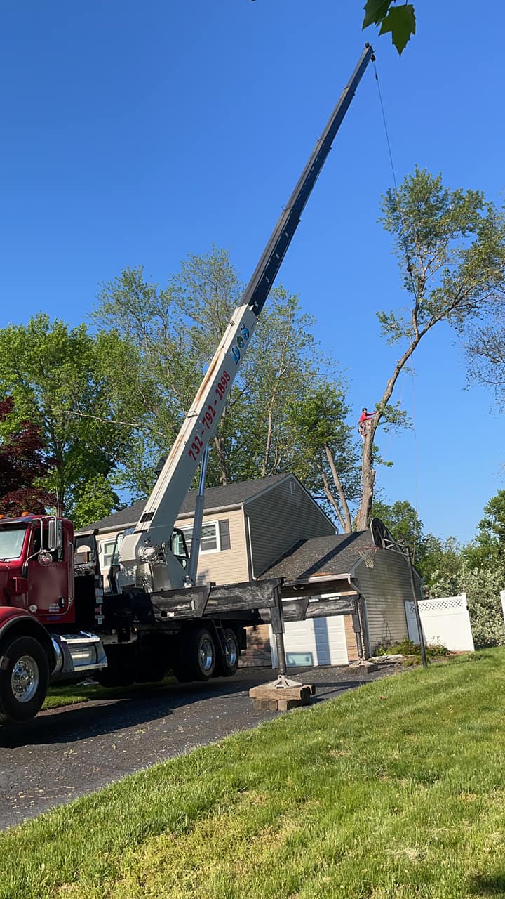 Crane tree service