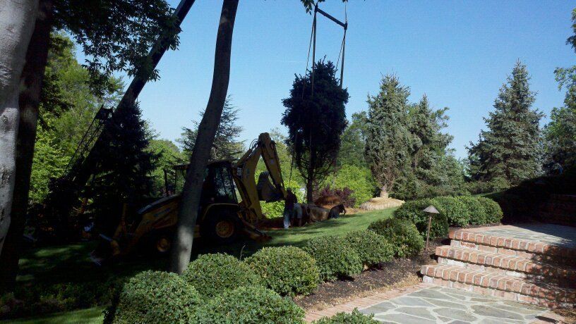 Project Gallery Two River Tree Service And Arbor Care