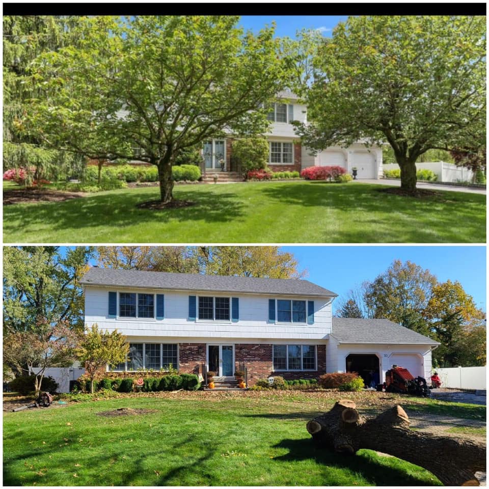 Tree services before and after