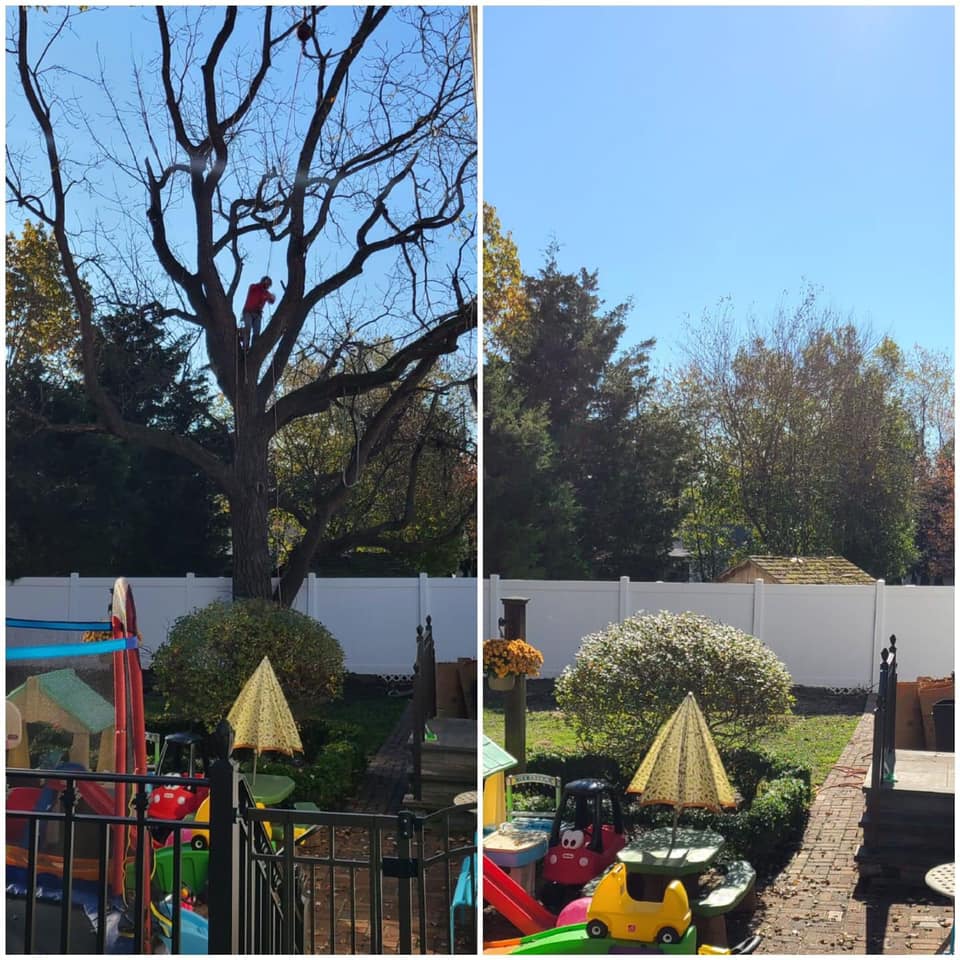 Tree services before and after