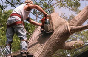 Tree pruning services