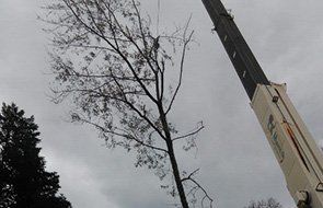 Tree pruning services