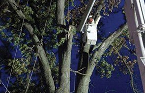 Tree pruning services