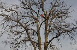 Big tree removal service