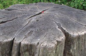 Dry stump