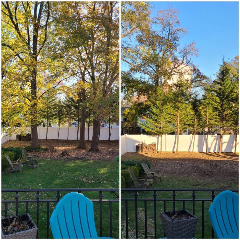 Before and after tree care
