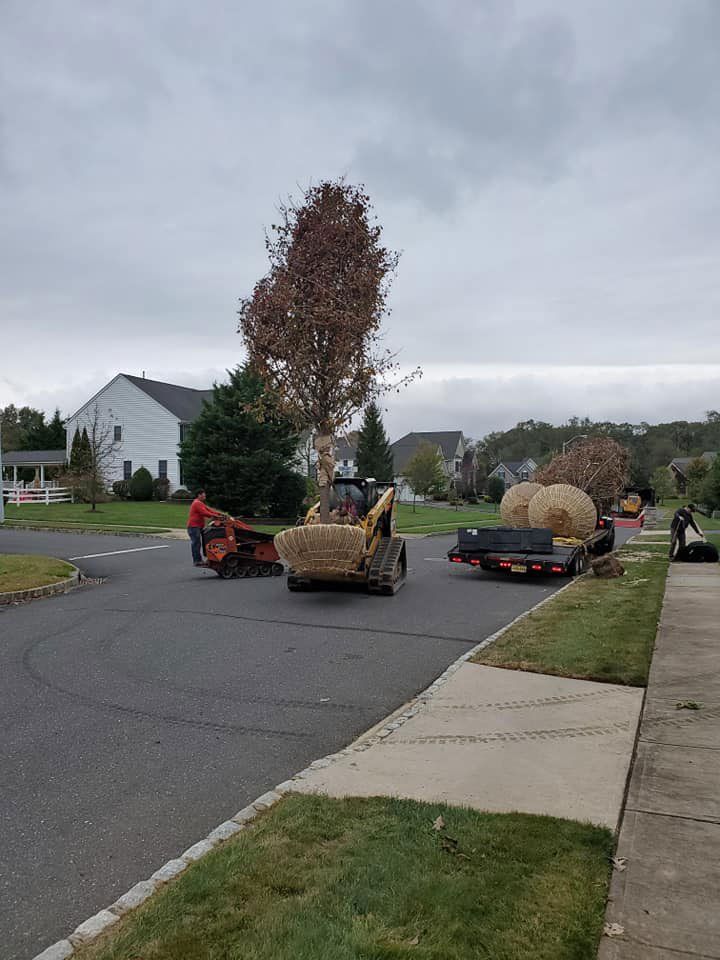 Transporting trees
