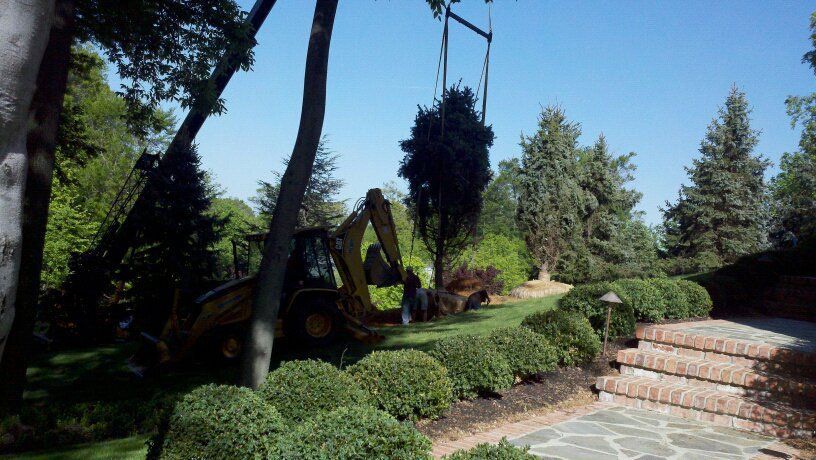 Tree removal service using a crane