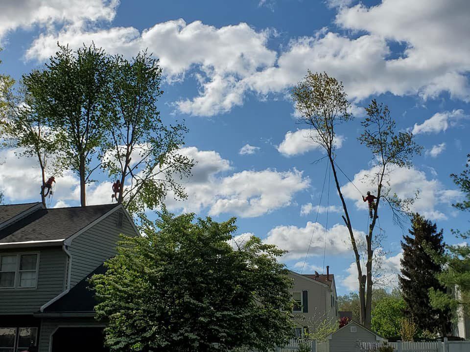 Tree pruning services