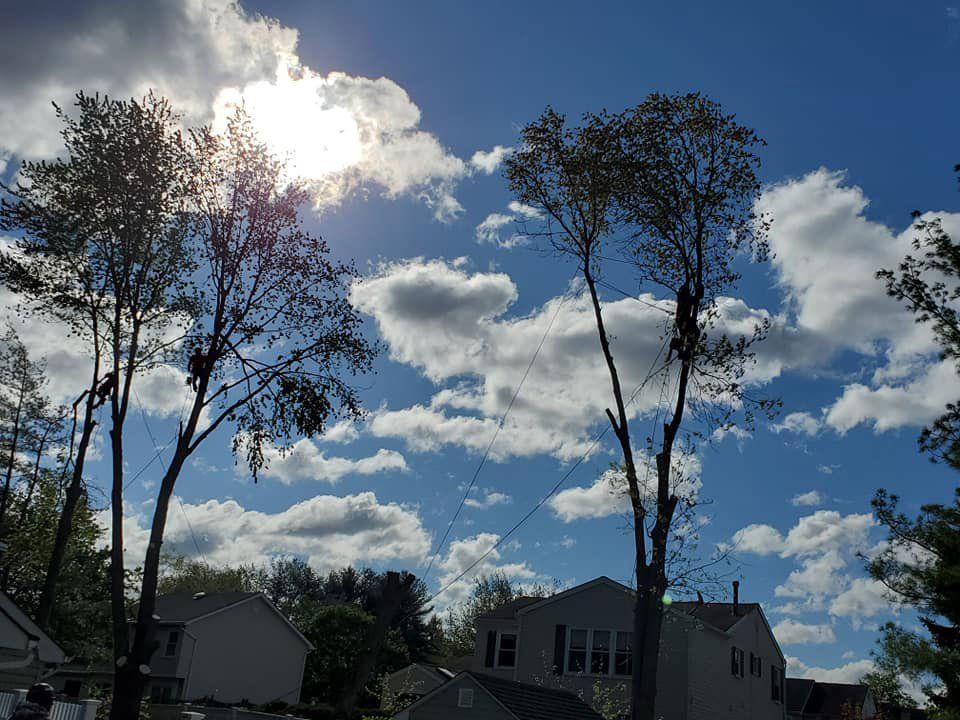 Tree pruning services