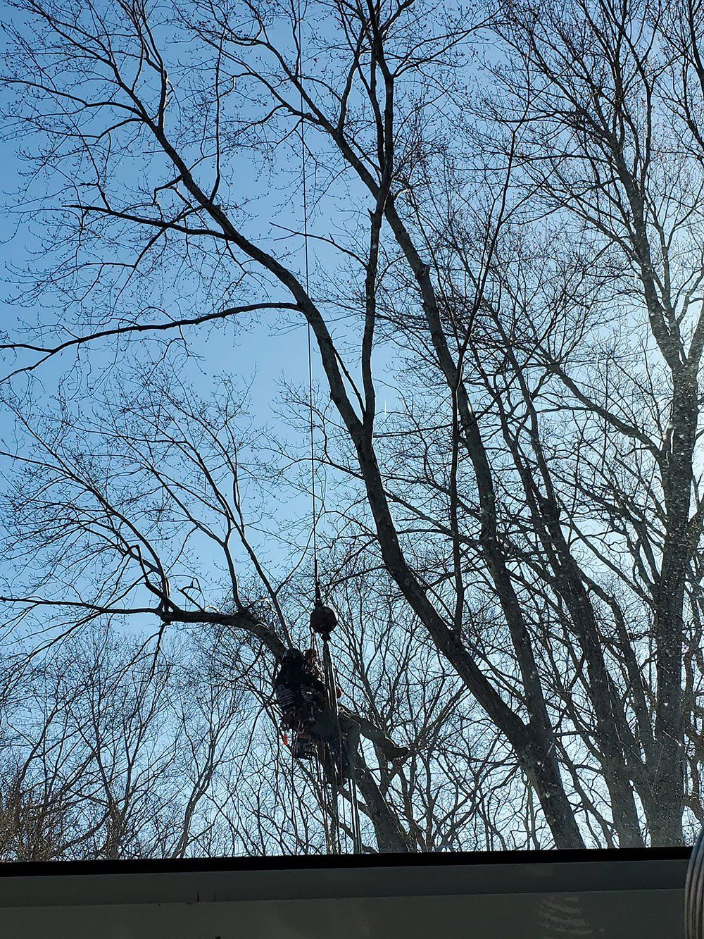 Tree pruning services