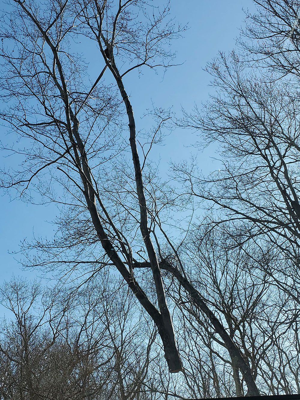 Tree pruning services