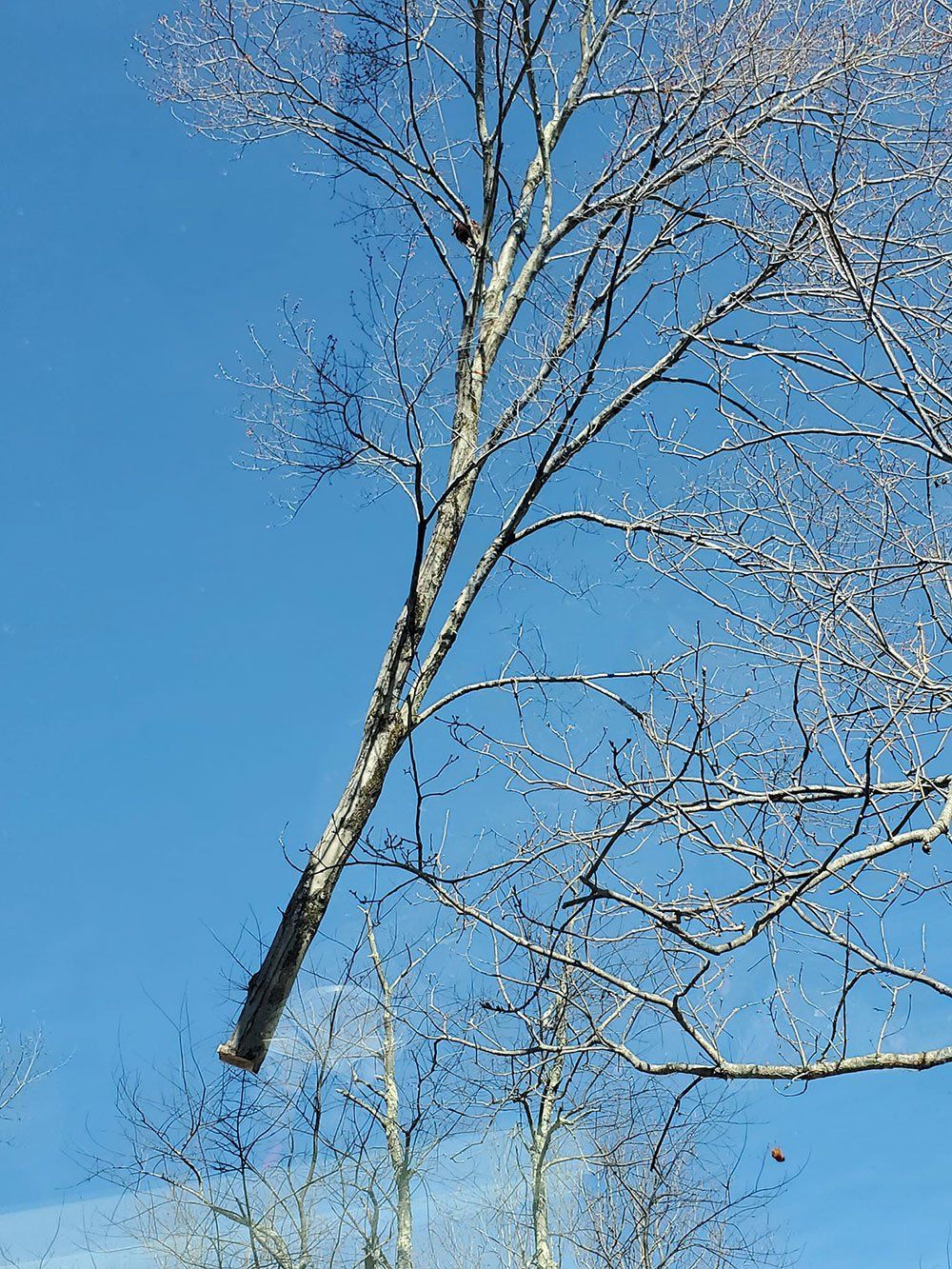 Tree pruning services