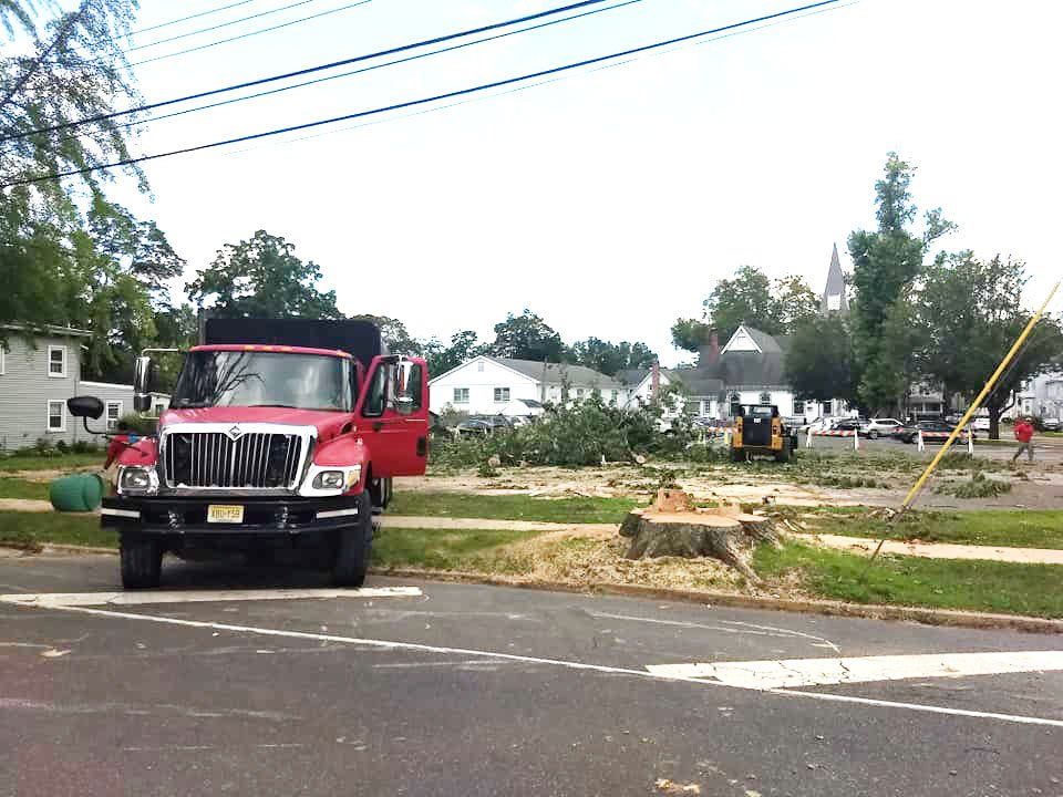 Tree removal