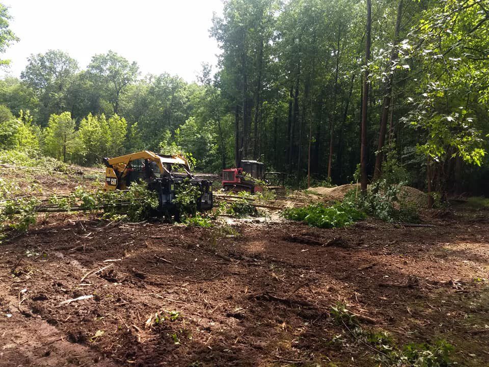 Tree removal and land clearing using a bobcat