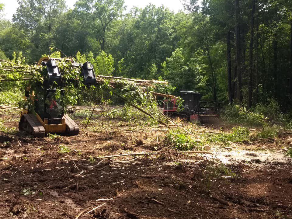 Tree removal and land clearing