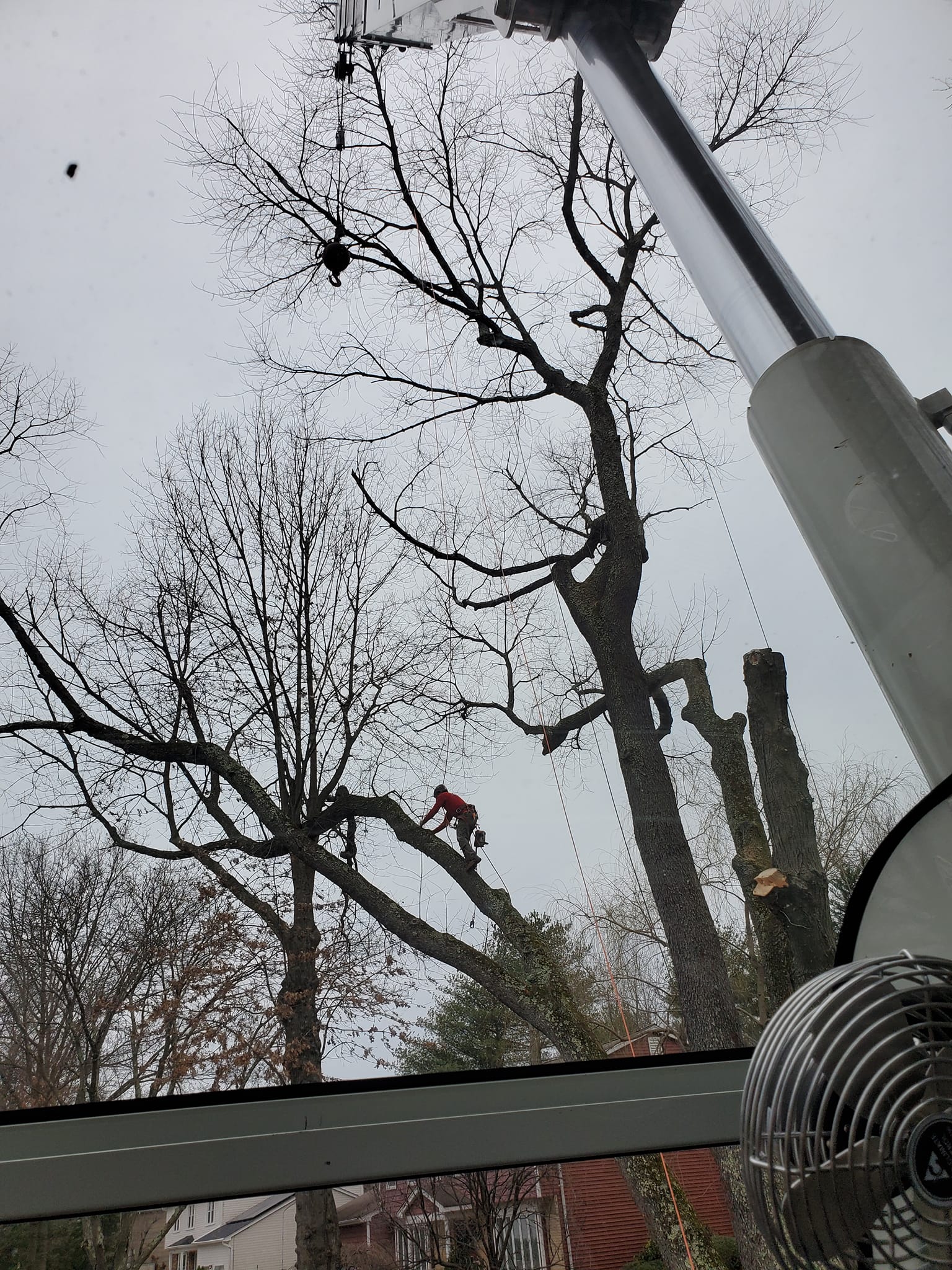 Tree removal service