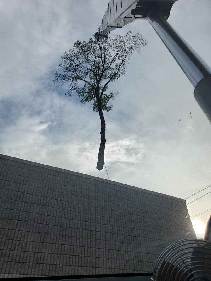Parts of a tree on a crane