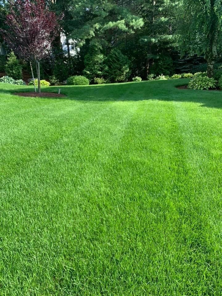 lawn