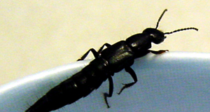 Black Cricket