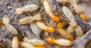 Group of Termites