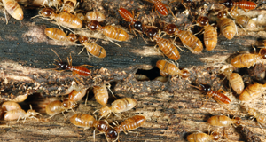 Group of Termites
