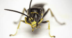 Close Up Wasp