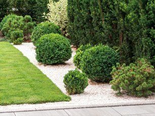 Trees and shrubbery service